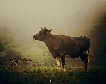 Cow Fine Art Photography