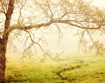 Landscape Fine Art Photography, English meadow, mood photography