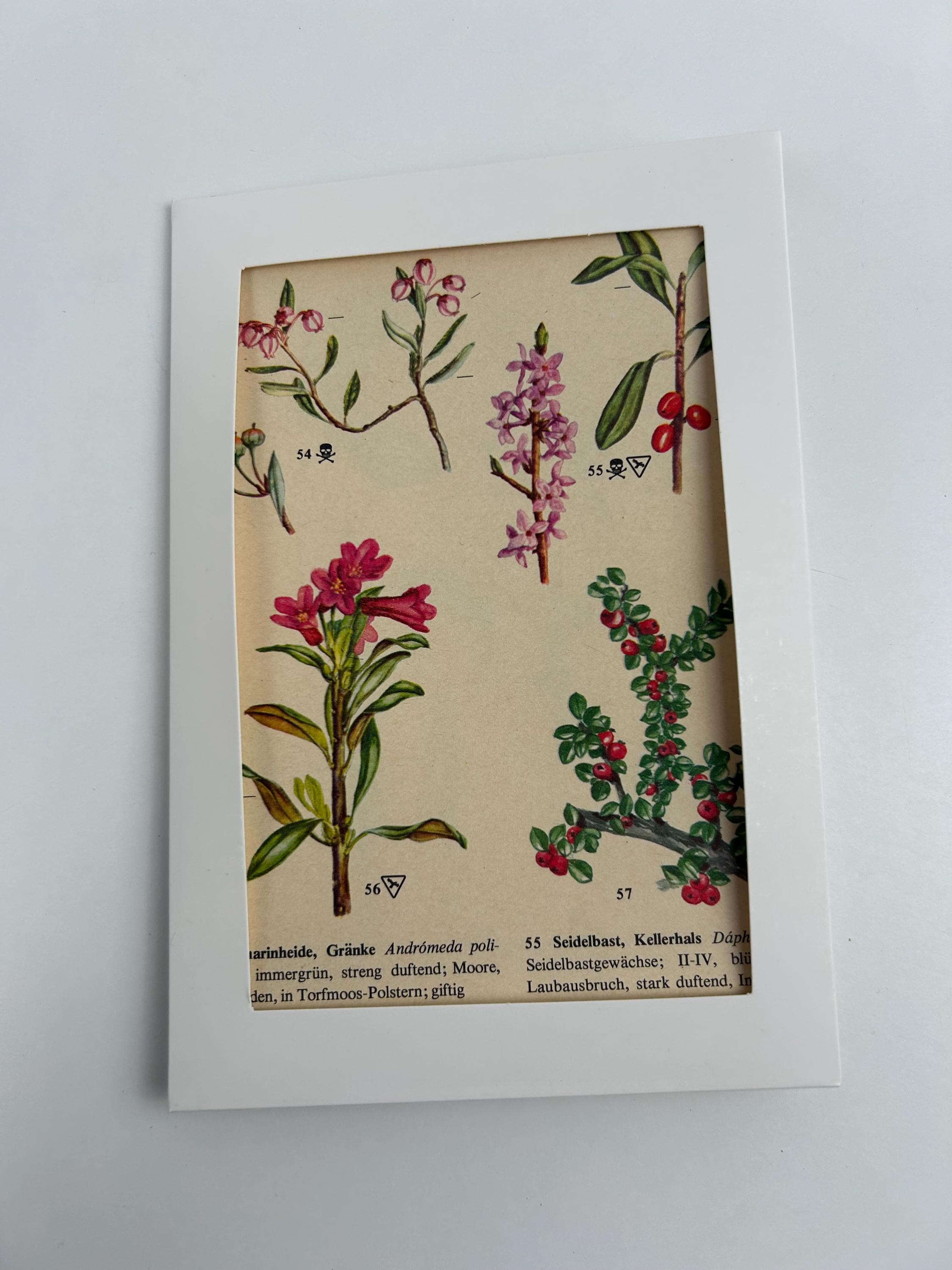 Vintage Grußkarte Handarbeit Pflanzen Sammlerkarte Blumen Postkarte Ansichtskarte Handgemacht