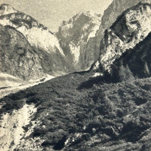 Cartolina postale, cartoline, cartoline d'artista, cartoline di pini di montagna