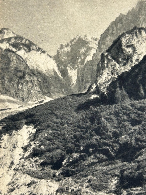 Vintage Alpen Latschenwälder Postkarte