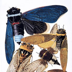 178. Brood X Organic COTTON Sateen Fabric Entomology Insects   Locust Cicada approx. 8 x 10.5  Quilting Sewing You Color