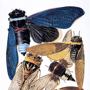 178. Cicada Brood XIV Organic COTTON Sateen Fabric Entomology Insects   Locust Cicada approx. 8 x 10.5  Quilting Sewing You Color