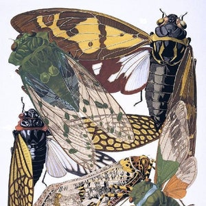 206. Brood X Organic COTTON Sateen Fabric Entomology Insects   Locust Cicada approx. 8 x 10.5  Quilting Sewing You Color