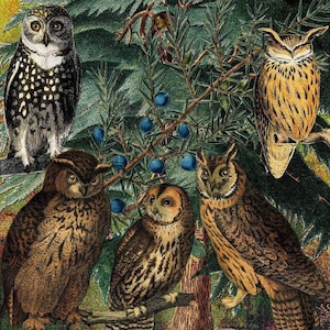 117. Owls and the Mouse 8 x 8 inch  Organic COTTON Sateen Fabric Swatch Crazy Quilt  Quilting Sewing