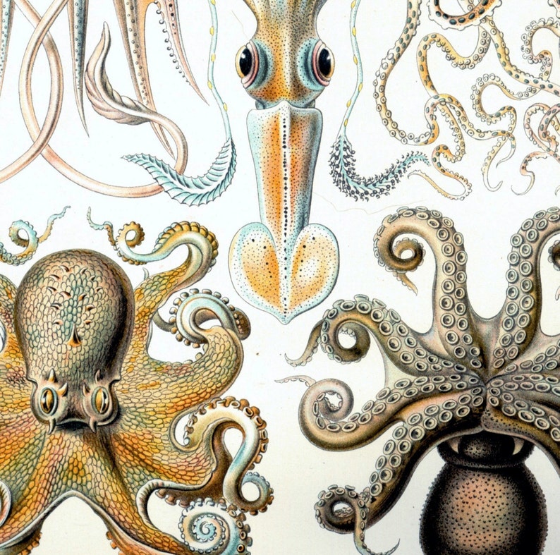 Instant Download Haeckel Gamochonia Octopus Family Yellow Orange Taupe You Print Digital File image 2