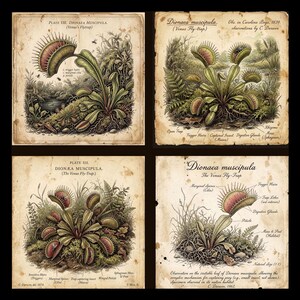May include: A set of four vintage-style botanical prints depicting Dionaea muscipula, or Venus Fly-trap, with detailed illustrations of the plant, its trap lobes, trigger hairs, and digestive glands, accompanied by scientific text and labels.