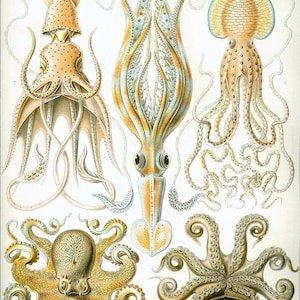 Instant Download Haeckel Gamochonia Octopus Family Yellow Orange Taupe You Print Digital File image 1