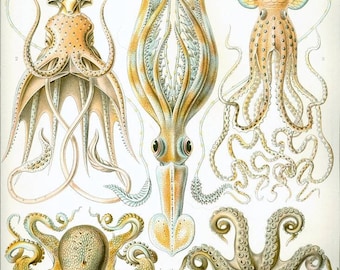 Instant Download Haeckel Gamochonia Octopus Family Yellow Orange Taupe You Print Digital File