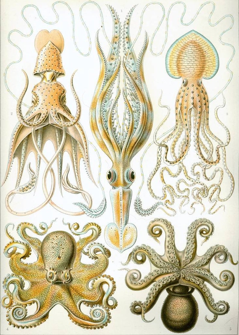 Instant Download Haeckel Gamochonia Octopus Family Yellow Orange Taupe You Print Digital File image 1