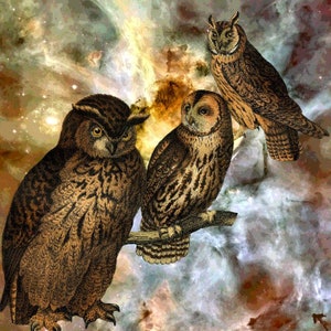 452. Stardust Owls Perspective Organic Cotton Sateen Brown Green Blue 9 x 9 inches   Fabric Swatch