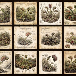May include: A grid of twelve vintage-style botanical illustrations featuring Dionaea muscipula, or Venus flytrap plants. Each square panel displays detailed ink drawings of the plant with scientific labels, text, and aged, parchment-like paper textures.