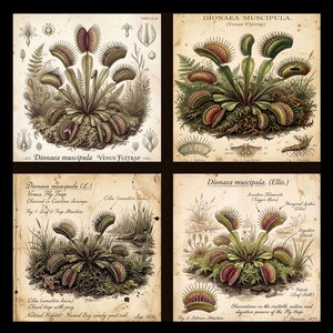 May include: A set of four botanical prints featuring the Venus Flytrap, Dionaea muscipula. Each print displays detailed illustrations of the plant with red and green traps, scientific labels, and handwritten-style text on aged, parchment-like paper.