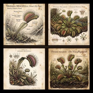 May include: A set of four vintage-style botanical prints featuring Dionaea muscipula, or Venus flytrap, with detailed illustrations of plant anatomy, including marginal spines, sensitive triggers, and leaf lobes, labeled with scientific text.