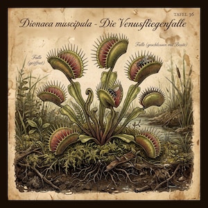 May include: An illustration of a Venus flytrap, Dionaea muscipula, with open and closed traps, some containing insects. The image has a vintage style with text in German, including "Tafel 36" and plant details. The background shows a natural habitat.