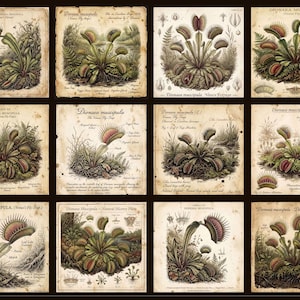 May include: A collection of twelve vintage-style botanical prints featuring detailed illustrations of Venus flytraps. Each print showcases the plant with scientific labels and a sepia-toned background, creating a classic aesthetic.