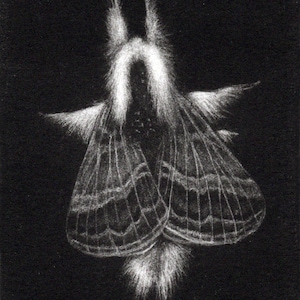 May include: A black and white drawing of a moth with feathery antennae and wings. The moth is depicted against a black background.