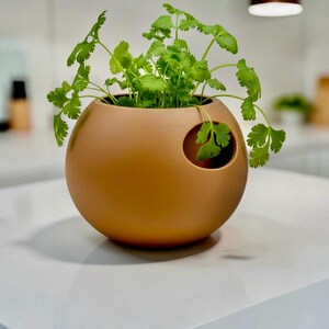 Puede incluir: Una maceta esf&eacute;rica de color beige con una abertura circular en el lateral, que contiene cilantro verde vibrante. La maceta est&aacute; sobre una superficie blanca, mostrando un dise&ntilde;o moderno para el cultivo de hierbas en interiores.