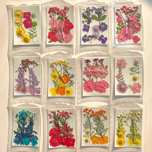 Flores e folhas reais prensadas secas para resina, joias DIY, fabricação de cartões, arranjos florais, fabricação de marcadores de página, capa de telefone, vela