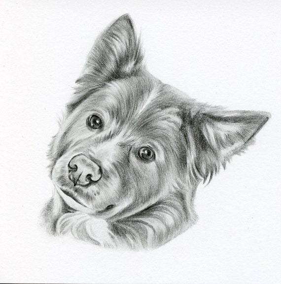 Cat Art size 4 x 4 OR 5 x 5 Custom Pet Drawing Graphite Dog Pencil Drawing Custom Pet Portrait Custom Pencil Drawing Dog Portrait