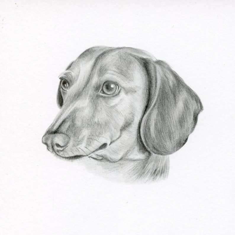 Benutzerdefinierte Bleistift Hund Skizze Zeichnung Größe 4 x Etsy