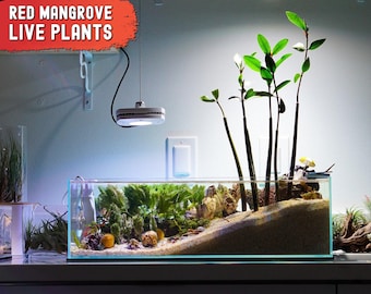 Aquarium Plants 5 Live Mangrove Trees, Red Mangrove Propagule Plants, Rhizophora Mangle Organic Freshwater Saltwater Aquarium Filter Bundle