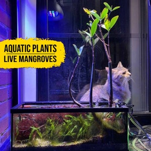 Aquarium Plants 5 XL Live Mangrove Trees, 9&quot;-15&quot; Tall, Red Mangrove Propagule Plants Rhizophora Mangle Freshwater Saltwater Aquarium Bundle