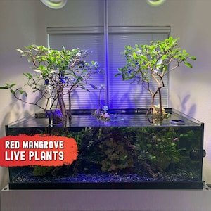 Aquarium Plants 3 XL Live Mangrove Trees, 9"-14" Tall, Red Mangrove Propagule Plants Rhizophora Mangle Freshwater Saltwater Aquarium Bundle