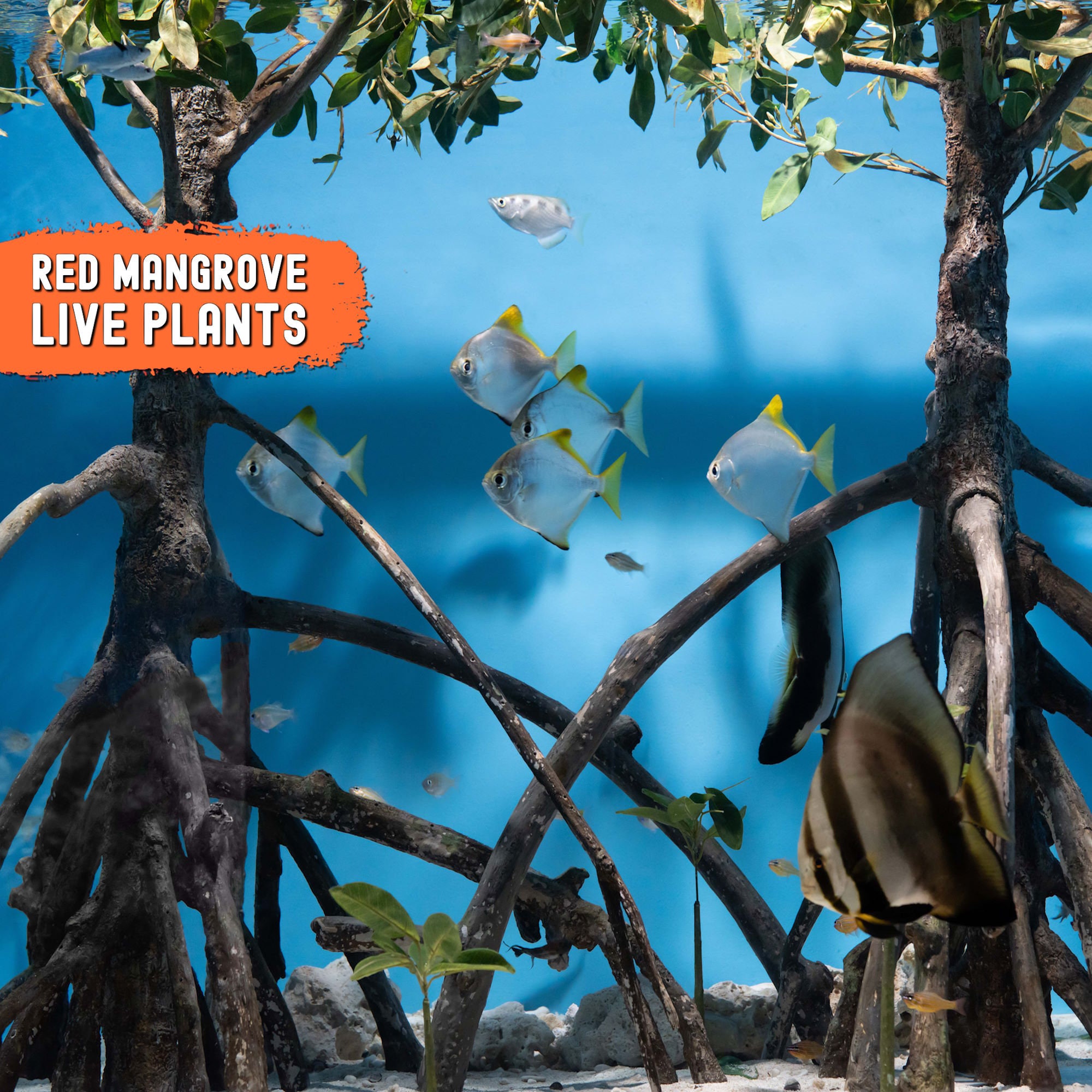 7 LIVE Red Mangrove Propagule Plants, Aquarium Plants Mangrove Trees, Rhizophora Mangle Organic Freshwater Saltwater Aquarium Filter Bundles