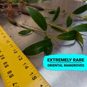 May include: Close-up of a small branch of green leaves with a yellow ruler measuring 15 inches. The text "EXTREMELY RARE ORIENTAL MANGROVES" is written in white letters on a turquoise background.