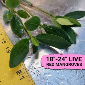 May include: A close-up of a bunch of green mangrove plant cuttings, measuring 18 to 24 inches long, with the text "18" - 24" LIVE RED MANGROVES" on a pink background.