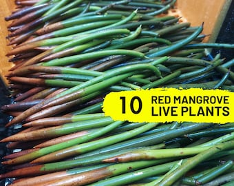 Live Red Mangrove Plants, 10 Aquarium Plants Bundle Mangrove Propagule Seeds Rhizophora Mangle Freshwater Saltwater Aquascape Natural Filter