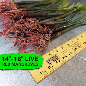 May include: A close-up of a group of 14-18 inch live red mangrove plants with their roots exposed. The plants are arranged on a white surface with a yellow ruler for scale.