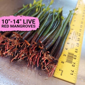 May include: A close-up of a bundle of 10-14 inch live red mangrove seedlings with roots. The seedlings are arranged in a row and are measured against a yellow ruler.