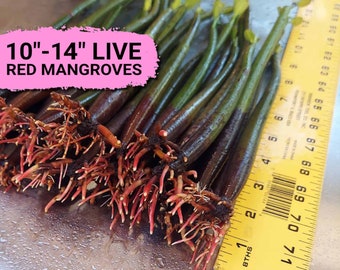 Aquarium Plants Large Live Mangrove Trees, 10&quot;-14&quot; Tall & 2-4 Leaves, Red Mangrove Plants, Rhizophora Mangle Fresh Saltwater Aquarium Bundle