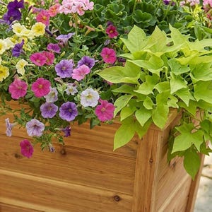 May include: A wooden planter box overflowing with colorful flowers. The blooms include yellow, pink, purple, and white petunias, complemented by bright green foliage. The planter is made of light brown wood.