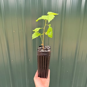 Turkish Hazelnut Tree Seedling, Corylus colurna