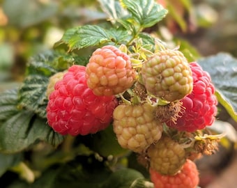 May include: Close-up of a cluster of ripe raspberries in various stages of ripeness. The berries range in color from vibrant red to pale yellow-green, with a few transitioning between the hues. The green leaves provide a natural backdrop.