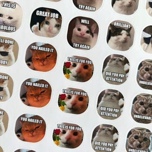 Set di 40 adesivi per insegnanti con meme sui gatti / Oltre 100 design / Adesivi per insegnanti con meme sui gatti / Adesivi per meme sui gatti / Adesivi per meme personalizzati