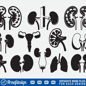 Rein SVG, svg anatomie du rein, maladie svg, des cliparts, des fichiers coupés pour la silhouette, des fichiers pour Cricut, vecteur, dxf, png, conception
