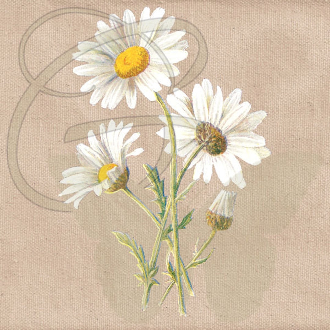 White Daisy Flower Garden Clipart Download Wildflower Gardening Plant