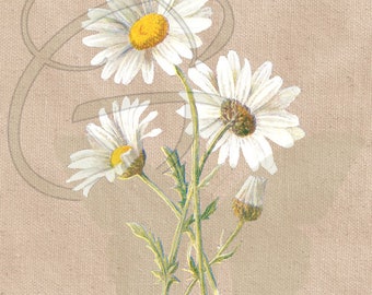 White Daisy Flower Garden Clipart Download Wildflower Gardening Plant Illustration Floral Digital PNG Overlay Image