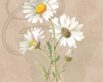 White Daisy Flower Garden Clipart Download Wildflower Gardening Plant Illustration Floral Digital PNG Overlay Image