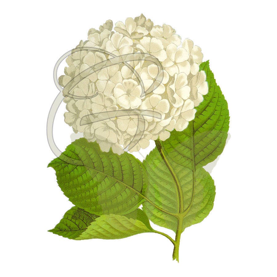 Printable Hydrangea Flower Transfer Image Digital Wedding Etsy