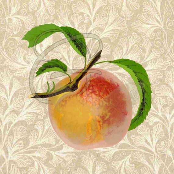 Canning Label Design Peach Preserve Clipart Digital Download Etsy