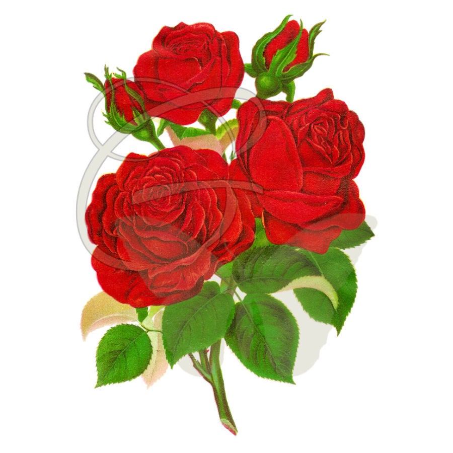 Red Rose Flower Printable Plant Digital Craft Transfer Image Etsy
