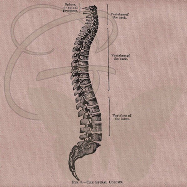 Human Spine Hand Drawn Anatomy Digital Bone Transfer Clipart Vintage Illustration Printable Drawing By Skeleton Download
