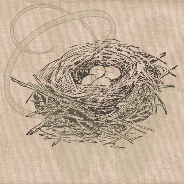 Bird Nest Eggs Clipart Hand Drawn Digital Animal Sketch Old Illustration Drawing Transparent Overlay PNG Image Transfer Download