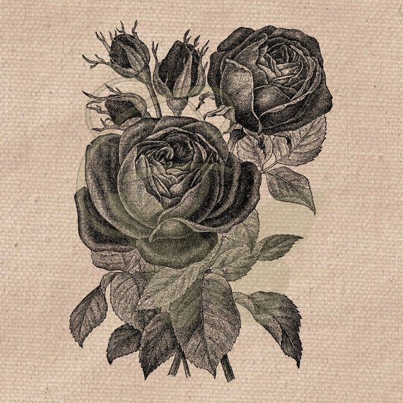Rose Illustration Flower Clipart Floral Botanical Line Art Etsy