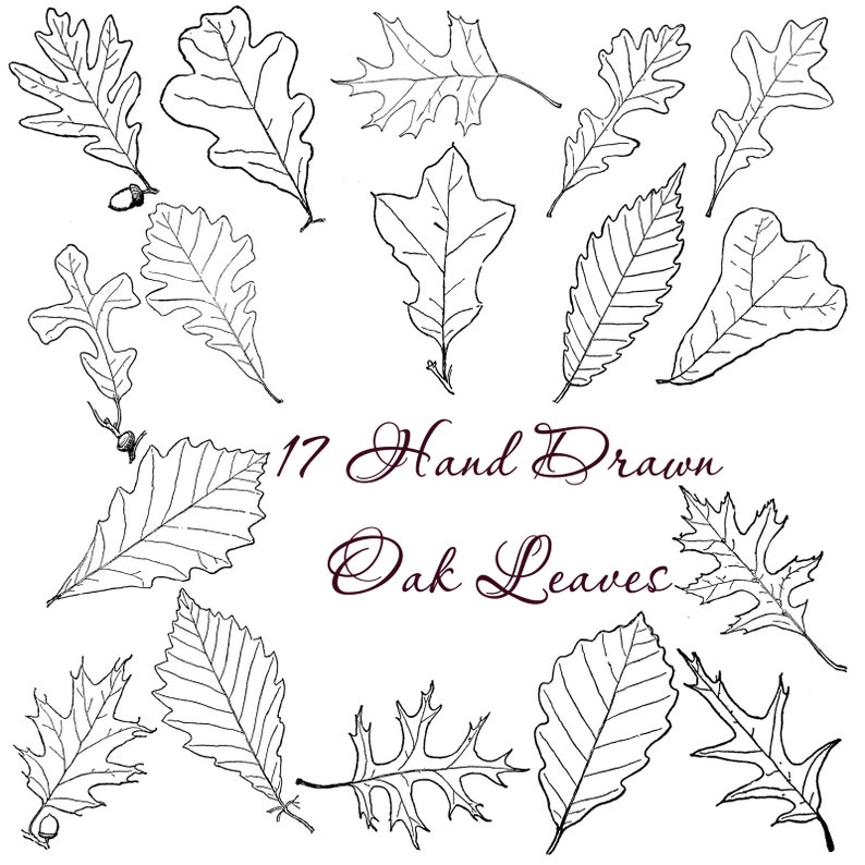 Hand Drawn Oak Leaves Digital Package Bundle Printable Nature Line Art Botanical Drawing Download Clipart